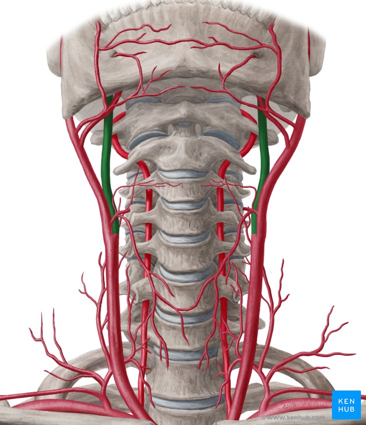 Arteries Of The Neck Carotid Artery Arteries Anatomy Anatomy | The Best ...