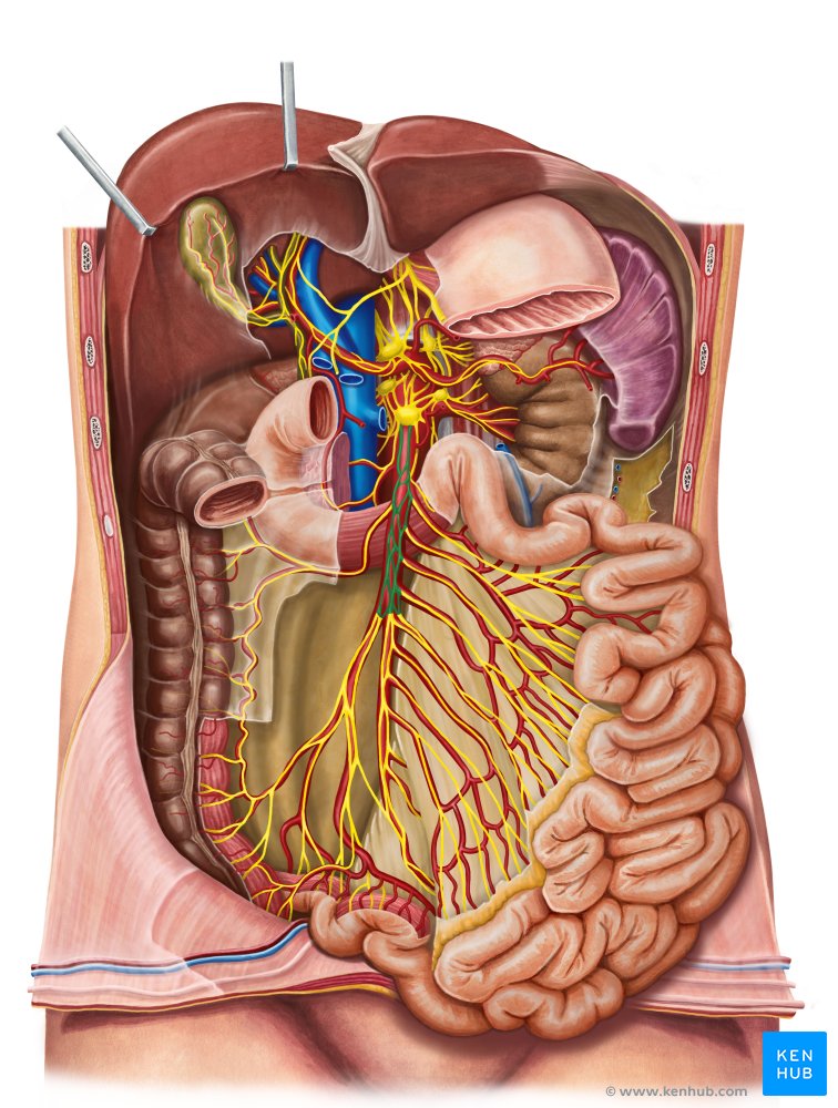 Large intestine: Anatomy, blood supply and innervation
