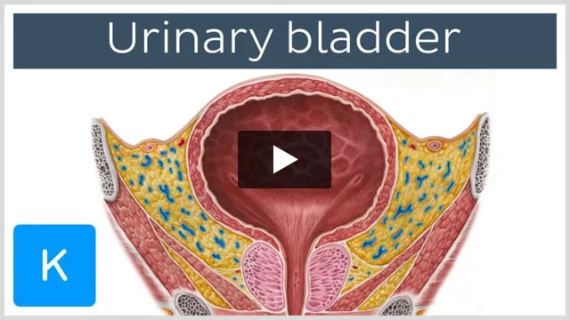 Understanding Urinary Retention in Pregnancy
