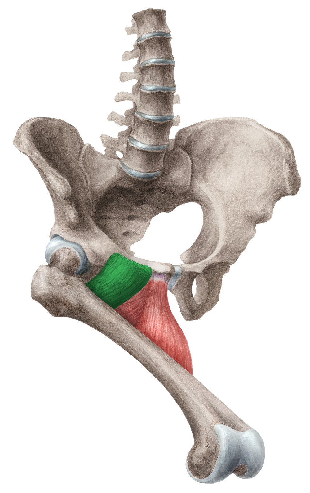 Adductor Brevis мышца