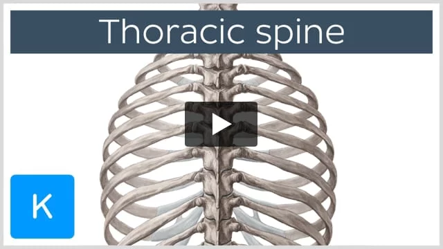 Thoracic Spine - Definition & Components - Human Anatomy