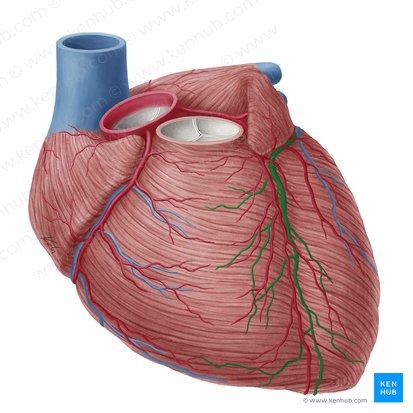 Cardiac Anatomy Arteries Heart My Xxx Hot Girl