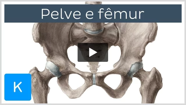 Selva Fisio - Visão anterior dos ossos e ligamentos da cintura pélvica.