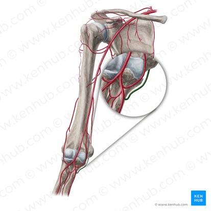Arterial anastomoses of the upper extremity: Anatomy | Kenhub