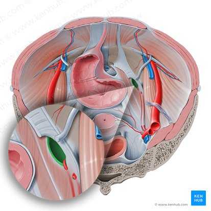 Obturator nerve: Origin, course and function | Kenhub