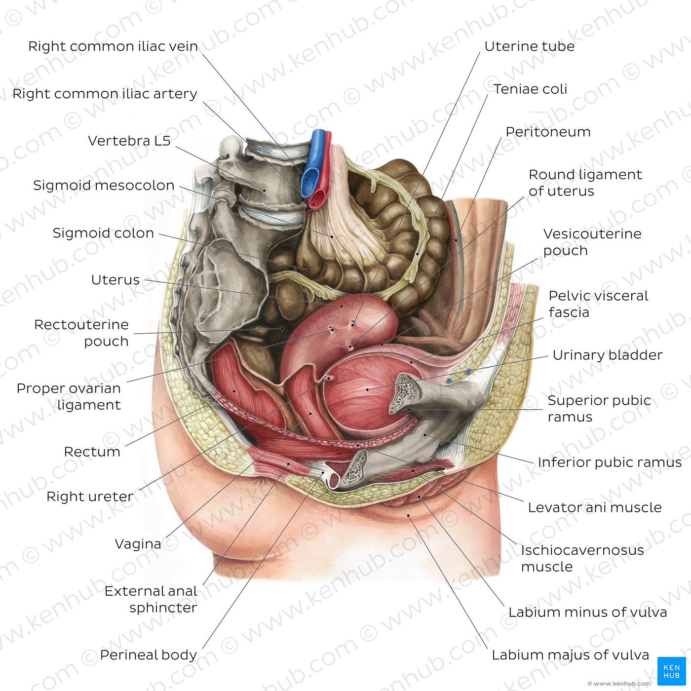 Pelvis and Perineum: Anatomy, vessels, nerves