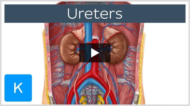 Ureters Tubes Made Smooth Muscle That Stock Illustration 2320477677