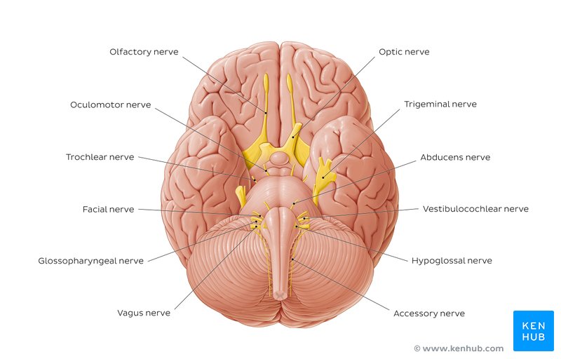 Cranial Nerves Quizzes And Labeling Exercises Kenhub