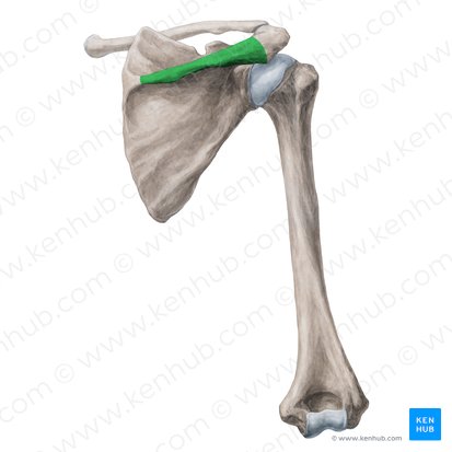 Articulações do esqueleto apendicular superior: cintura escapular