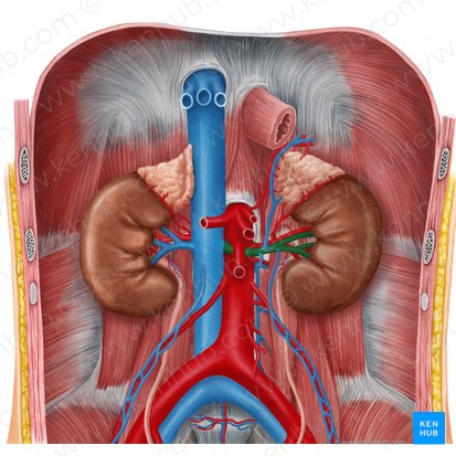 Nieren, Nebennieren und Harnleiter - Anatomie | Kenhub