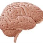 Overview of the cerebrum