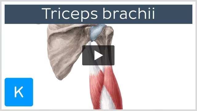 Triceps vs Biceps: What's the Difference? - Inspire US
