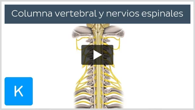 Columna vertebral: Anatomía, vértebras, articulaciones