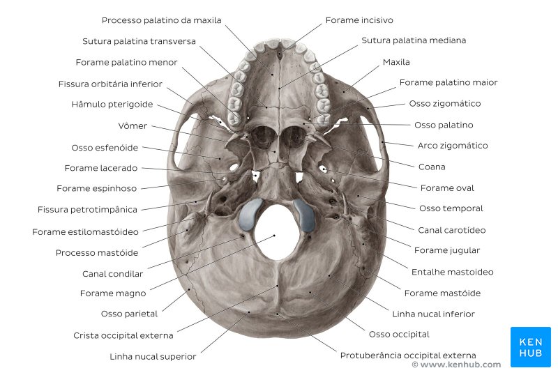 Mandíbula - Vista Medial  Anatomia dos ossos, Anatomia cabeça e pescoço,  Crânio anatomia