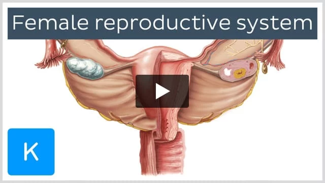 What Is the Uterine Cavity? - Size & Definition - Video & Lesson