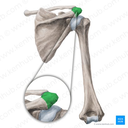 Articulações do esqueleto apendicular superior: cintura escapular