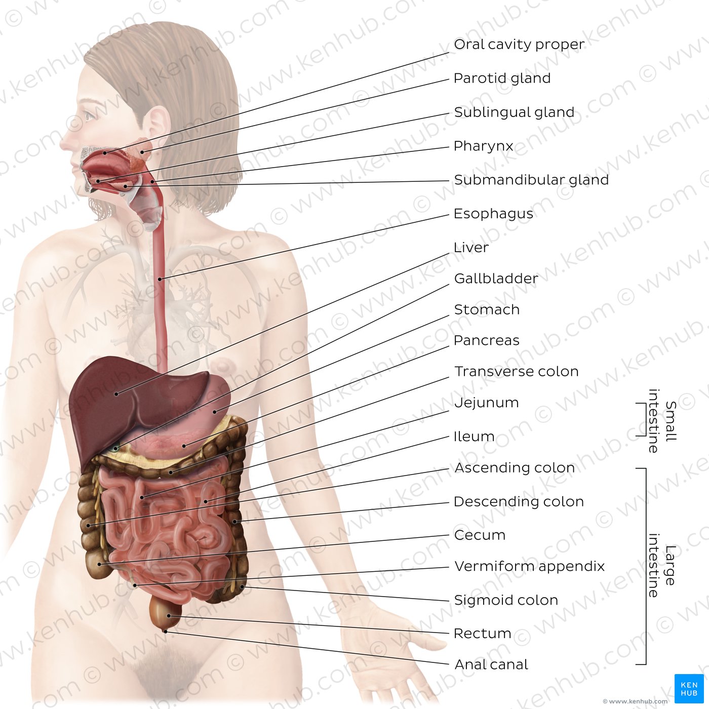 Female body, Human Anatomy, Health Package