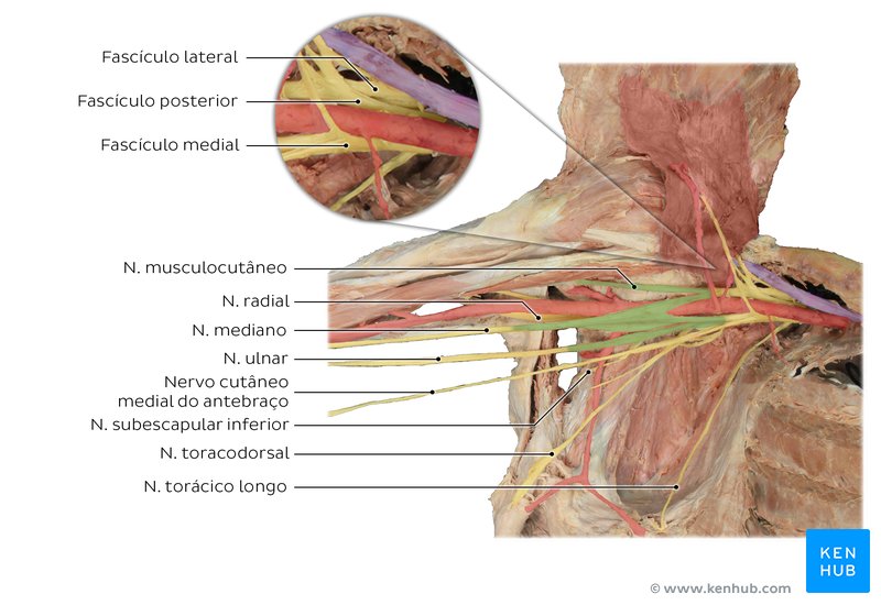 Plexo braquial: Anatomia, funções e nervos